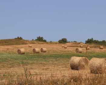 bunch haybales on farmland